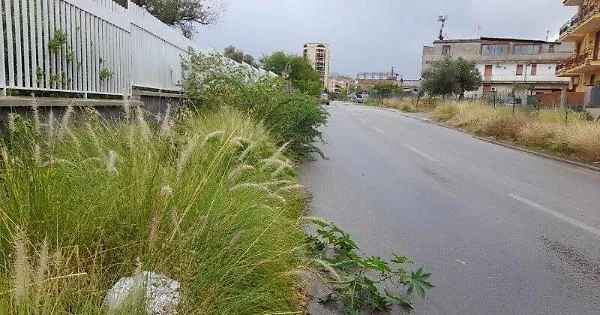 Unusual green and road edges: a new weeding plan is starting on 135 ...